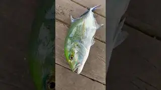 Strike Bluefin Trevally Babon #mancing #fishing #mancingikan #fish