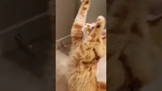 I hope it was a good one 😅 #cat #cute #animals #cutecat #pets #funny #petvideos #funnypets
