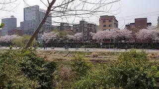 #ricocabes      sherry blossom in Seoul Korea
