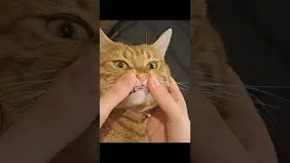 My camera roll is for him 🤭 #viralvideo #cat #shorts #fyp #fypシ゚ #trending #trendingshorts