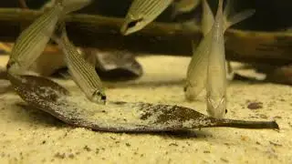 Cyphocharax multilineatus