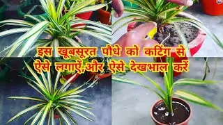 कटिंग से लगाकर ऐसे देखभाल करें इस खूबसूरत पौधे को/ pandanus plant care/ pandanus plant propagation