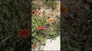 Gazania Rigen or Treasure Flower #flowers #trending #spring