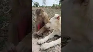 Friendship #between#dog#monkey#nature