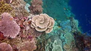 Reefs of Cabilao, Philippines - HD - GoPro
