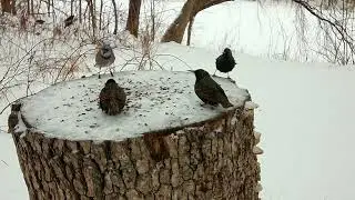 What a site to see Common Starlings! #starling #birdwatching #bird 