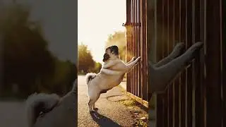 Angry Pug Attacks the Wall and Gate | Funny ASMR Moments#asmr #pug #cuteanimals #funny #aiart