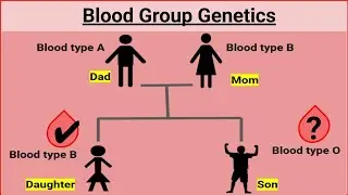 Blood Group Genetics  - Blood types A, B, AB and O in parents and their children