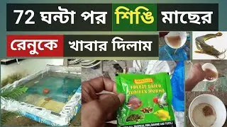 How to feed catfish after three days | catfish feeding management #food