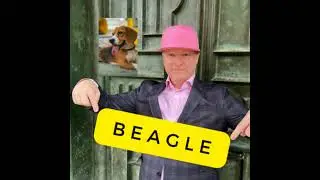 Choosing the Right Beagle Size for Your Hunt