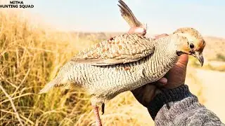 PARTRIDGE HUNTING | TEETAR KA SHIKAR | OUTDOOR COOKING | CLEAN & COOK#mithahuntingsquad