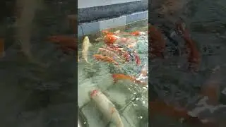 Fish part 14. #shorts #fish #fishingequipment #lifeisbutadream #fishinggear #koifish