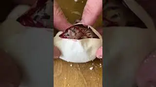 SNAKE EGGS HATCH #shorts #short