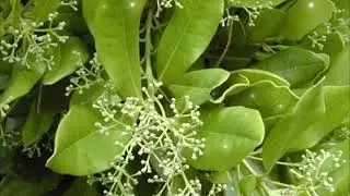 🔮Enhance Your Channeling Gifts 🌟 Allspice Flower Essence Meditation for Spiritual Integration