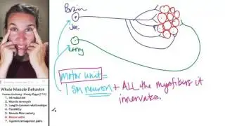Whole muscle 6- Motor units