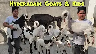 Pure Quality Gulabi Hyderabadi Goat Kids | Breeder Bakra | Bade Frame K Bakriya Available @Hyderabad
