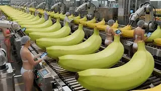 Inside a Modern Banana Factory &ndash; An Incredible Automated Production Process