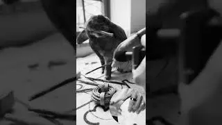 Rabbit Percussionist #musiccomposer #cuterabbits #musicalanimals