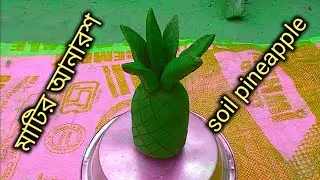 Soil pineapple মাটির আনারশ 