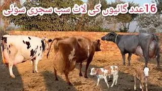 Cow for sale new video | cow for sale in Pakistan | cholistani friesian cross cow | jersey cow