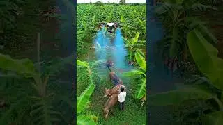 Farmer Uses High-Tech Drone to Chase Animals from Banana Farm | Smart Farming Innovation