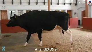 Taureau Holstein : Lexus