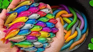 Catch Freshwater Big Fish, Beautifull Aquarium Fish in Small Pond, Turtle, Goldfish, Molly Fish