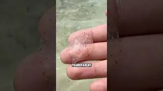Тайная жизнь камбалы #животные #камбала #шорты