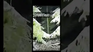 surrounded by Sasquatch #shorts #bigfoot #short #cryptid