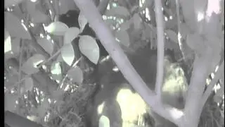 Blackbird Webcam Live Stream