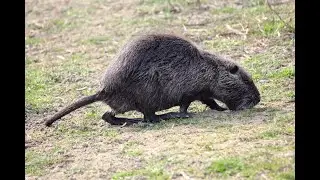 la nutria, conosciamo meglio il castorino