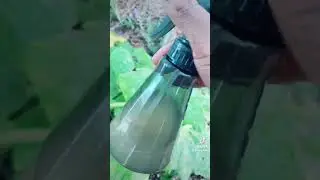 Powdery Mildew on my Squash leaves & The Solution