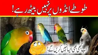 Birds not hatch thier eggs ||   Love birds not hatching | Love birds Breeding Problem
