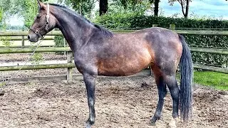 Jemima 🐴 5 yo mare by (Kannan Junior x Gameboy)
