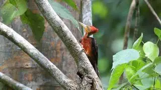 Orange Back Woodpecker by Endemicguides.com