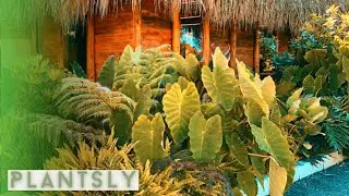 TROPICAL PLANTS IDEAS | INDOOR TROPICAL PLANTS | TROPICAL GARDEN (House tropical plants)