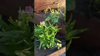 Клумба из досок своими руками. Настурция, немезия, душистый табак. Цветы #лето