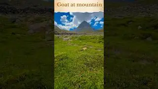Mountains Bloom || Springtime Pilgrimage || Goat Mountain