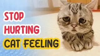 9 Things that EMOTIONALLY Hurt Your Cat 😹