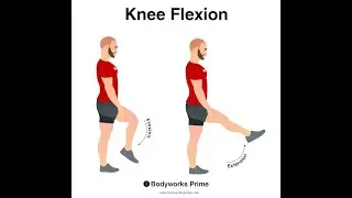 Why someone with Lesion of the Tibial Part of Sciatic nerve will still maintain Knee Flexion