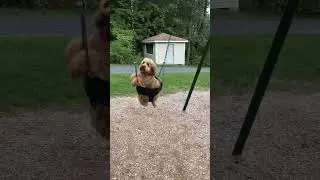 Dog on swing! #puppy #cute #funny #pets #dog #swing #lovedogs#狗#开心#玩#狗狗#公園#shorts