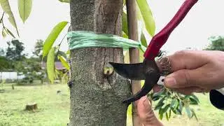BERAPA LAMA SAMBUNG SUSU DURIAN BARU DIPOTONG ?❓ CARA SAMBUNG DURIAN PALING MUDAH ✅✅