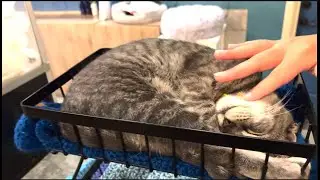 What it is like visIting a Cat Cafe in NYC? Plus the NYC Skyline