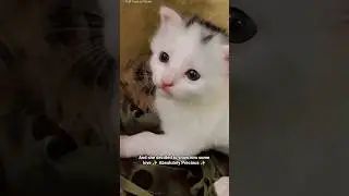 Absolutely Precious💕 #shorts #youtubeshorts #cat #baby #viral #adorable #funnycats #cute #love #pets