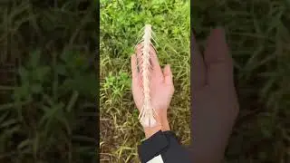 Grilled fish bones are so delicious| Chinese Mountain Forest Life And Food #MoTiktok #Fyp