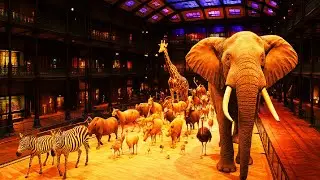 4K Tour of Paris Natural History Museum 🐘🦒🦋  | Mus&eacute;um national d'Histoire Naturelle