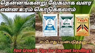 தென்னங்கன்று வேகமாக வளர சிறந்த உரம் Fast Growth Tips for Coconut in tamil #thennaivivasayam #விவசாயி