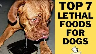 Top 7 dangerous/toxic foods Your Dog Should NOT Eat! Many of them are Lethal for dogs!