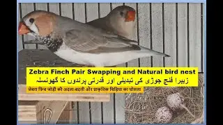 Zebra Finch Mutation pair swapping and Natural bird nest  | Finch bird | Birds | Bird cage |