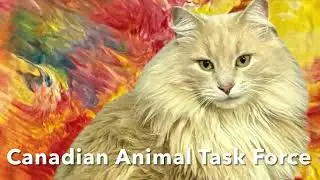 A COMMUNITY SUNRISE: Colonel MeowMeow & Thruple - Canadian Animal Task Force  #rescue #feralcat